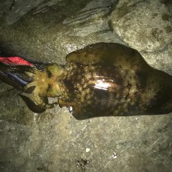 潮は悪いけど・・・