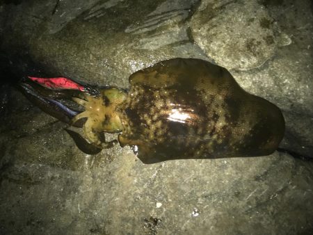 潮は悪いけど・・・