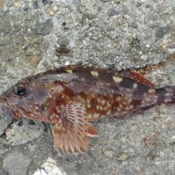 久しぶりのガシラ