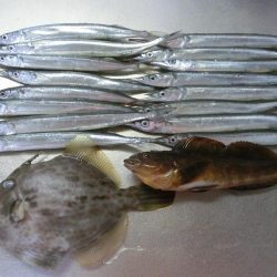 ファミリーフィッシングでカワハギ＆サヨリ