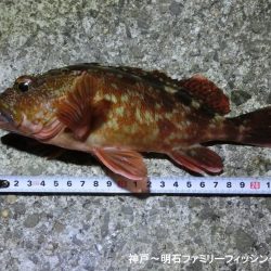 メバルと思ったらガシラでした