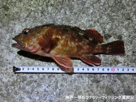 メバルと思ったらガシラでした