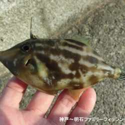 冷え込みファミリーフィッシング