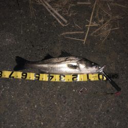 ランカーに届かず!