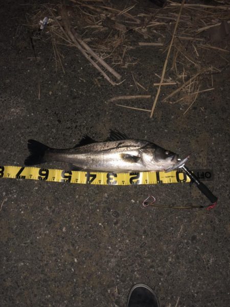 ランカーに届かず!