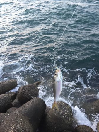 強風タチウオワインド