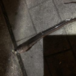 ベタ凪のシーサイドコスモ