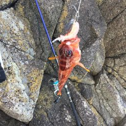 渡船でショアジギング