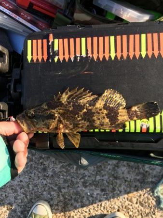 アジング、その他