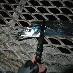 タチウオまだまだ好調