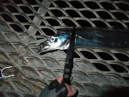 タチウオまだまだ好調