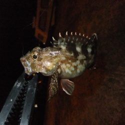 ガシラに癒されて