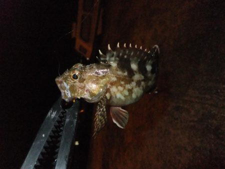 ガシラに癒されて