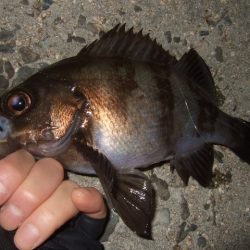 脂の乗った良型アジ&メバル狙い