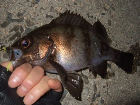 脂の乗った良型アジ＆メバル狙い