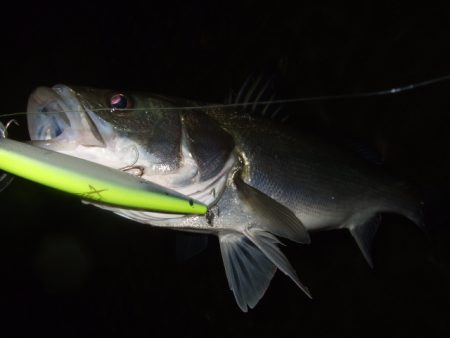 いよいよ終盤の河川シーバス