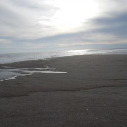 マゴチ多いです