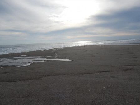 マゴチ多いです