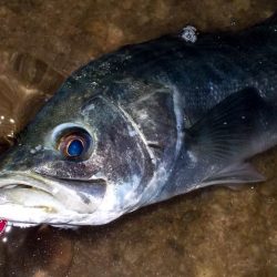 甲子園浜 65cm マルチ