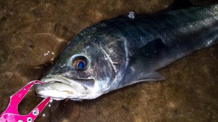 甲子園浜 65cm マルチ