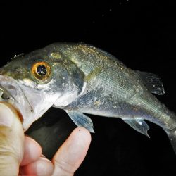 サイズは伸びず