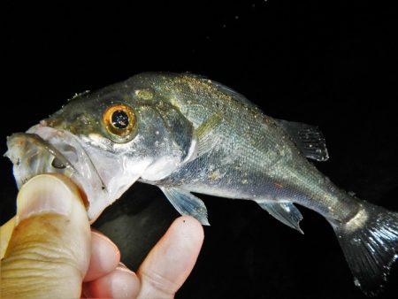 サイズは伸びず