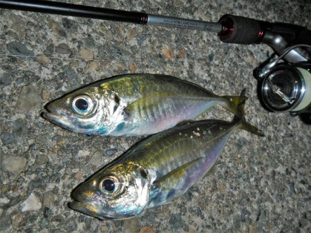 荒れてます、雨降ってます