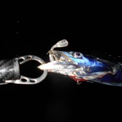 タチウオにビビってんのか？。