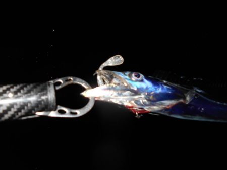 タチウオにビビってんのか？。