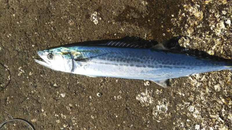 今日も敦賀湾はナブっていました