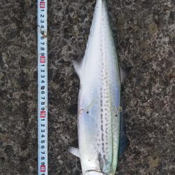 サゴシフィーバー