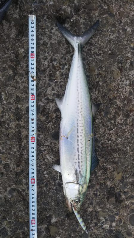 サゴシフィーバー