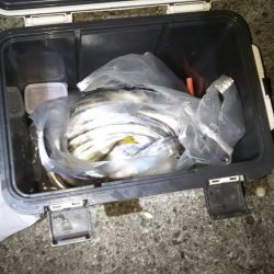 タチウオ&アジほか