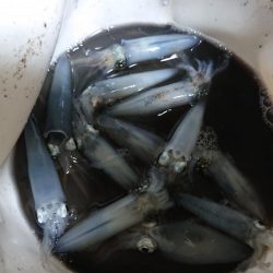 アジング&エギング