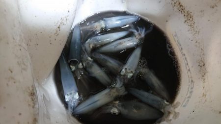 アジング&エギング