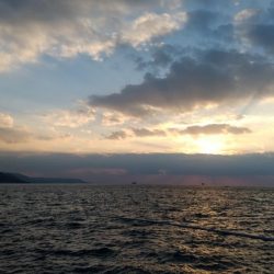 ルアーを忘れてサビキでアナハゼとスズメダイ