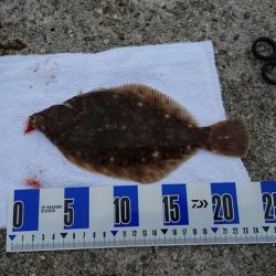 カレイ釣り、落ちギス釣り