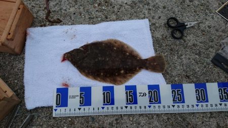 カレイ釣り、落ちギス釣り