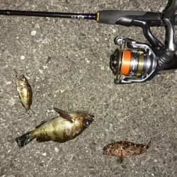 アジングのつもりが