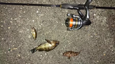 アジングのつもりが