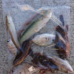 落ちギス、カレイ釣り