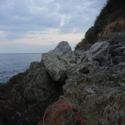 シーバース&ロックフィッシュ