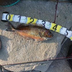 アジング&エギング&グレ釣り