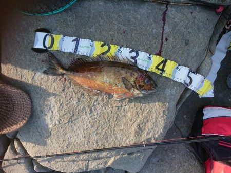 アジング&エギング&グレ釣り