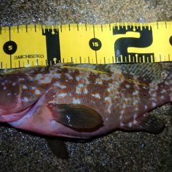 朝マズメエギング