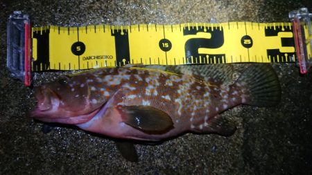 朝マズメエギング