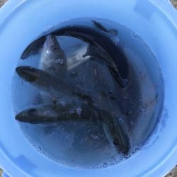 【苅田港】シーバス調査 3