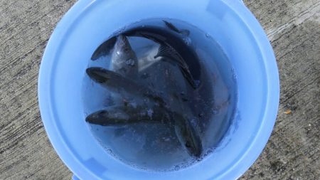 【苅田港】シーバス調査 3