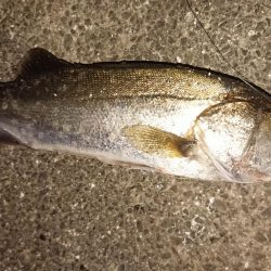 夕練、シーバスハチマル捕獲成功♪