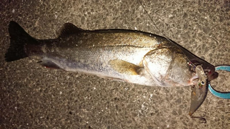 夕練、シーバスハチマル捕獲成功♪